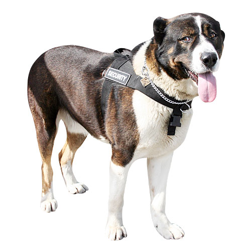 Everyday all weather dog harness for Caucasian Shepherd [H17##1073 Nylon  harness with id patches] - $38.99 : Best quality dog supplies at crazy  reasonable prices - harnesses, leashes, collars, muzzles and dog training  equipment