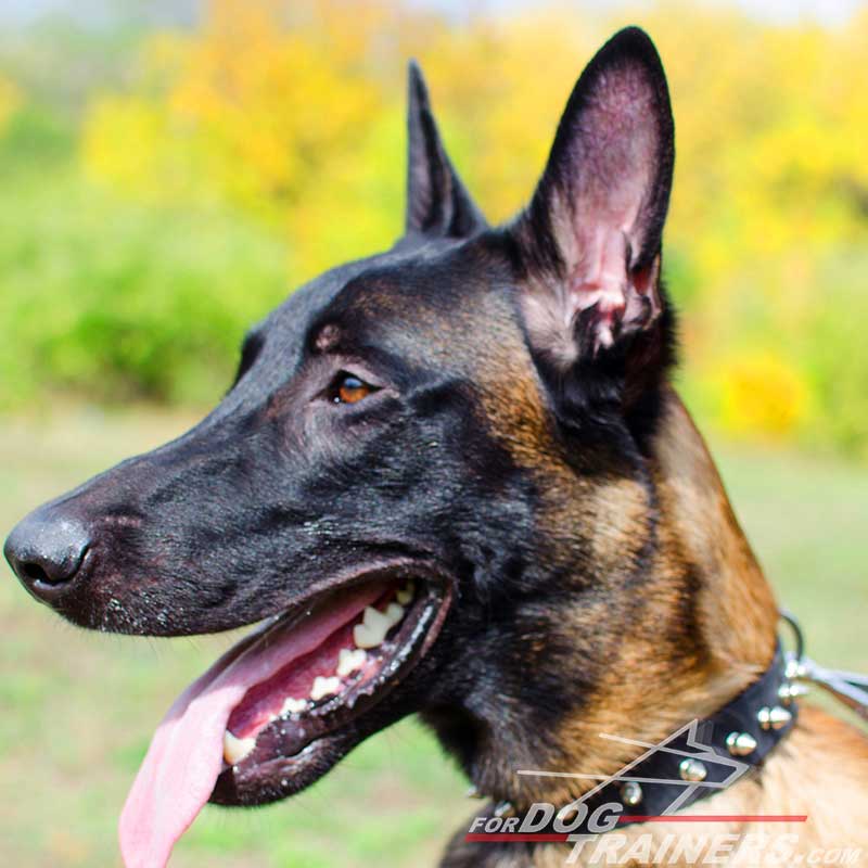 Leather Belgian Malinois Collar With One Row of Spikes [S33S#1073 ...