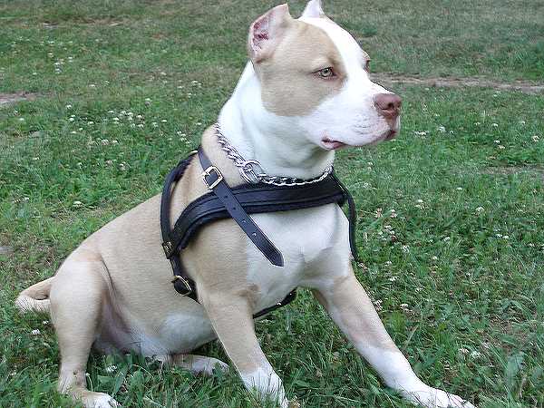 Genuine Leather Dog Weight Pulling Harness No Pull Vest for Rottweiler Pit  Bull