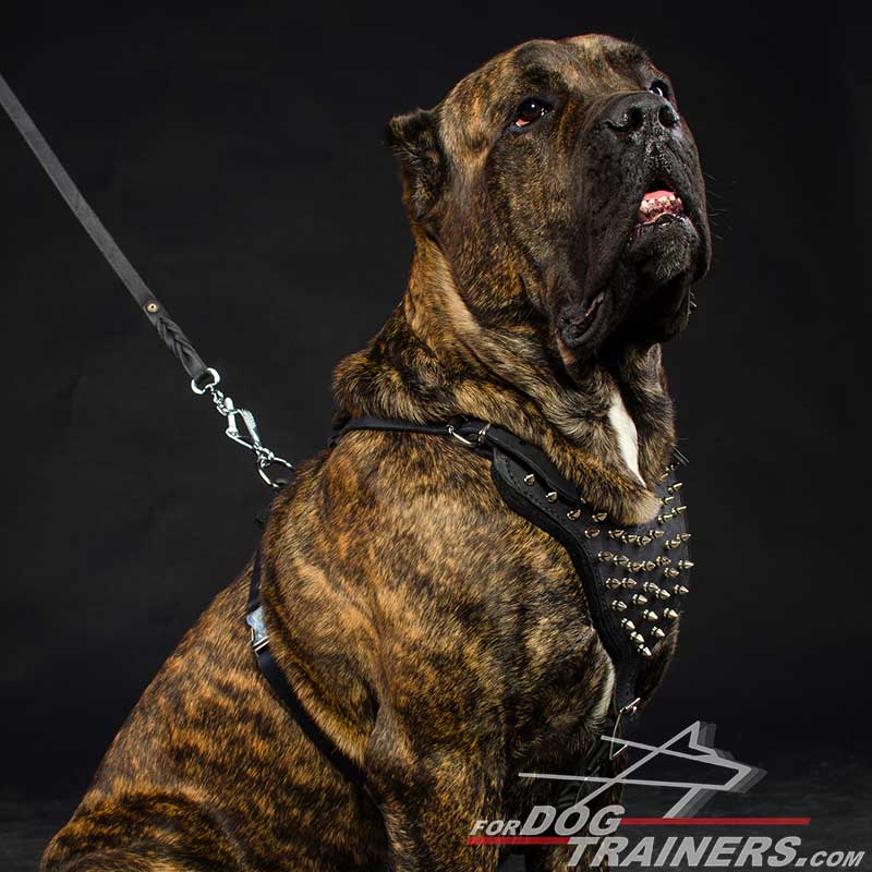 https://www.fordogtrainers.com/images/large/Spiked-Cane-Corso-harness-leather-padded-H9_LRG.jpg