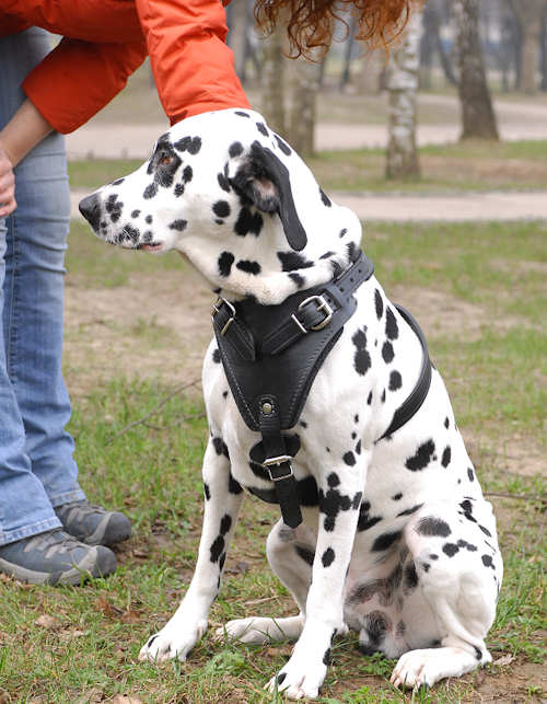 Extra Tough Dog Harness  Dalmatian Print - Poppy + Ted