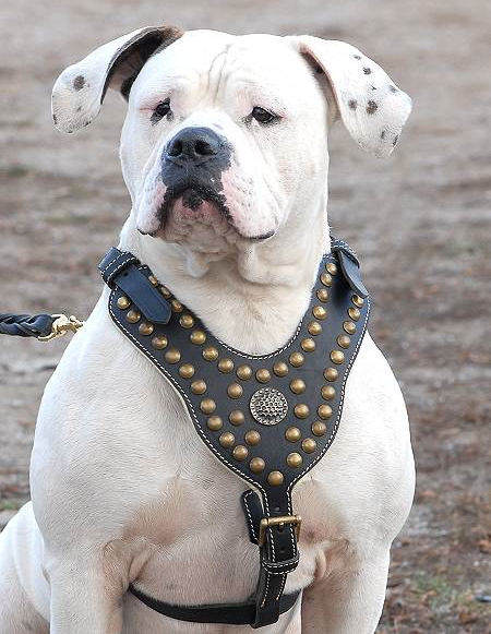 https://www.fordogtrainers.com/images/large/american-bulldog-royal-ldog-harness_LRG.jpg
