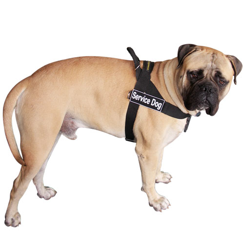 Better control everyday all weather dog harness for Bullmastiff - H17  [H17##1073 Nylon harness with id patches] - $38.99 : Best quality dog  supplies at crazy reasonable prices - harnesses, leashes, collars