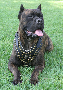 SAR Lightweight Nylon Cane Corso 【Harness】 for Working Dogs : Cane Corso dog  harness, Cane Corso dog muzzle, Cane Corso dog collar, Dog leash
