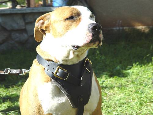 Sturdy Agitation/Protection Leather Dog Harness