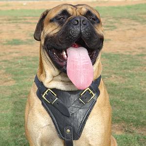 https://www.fordogtrainers.com/images/large/leather-dog-harness-padded-protection-walking-agitation-police-6-162_LRG.jpg
