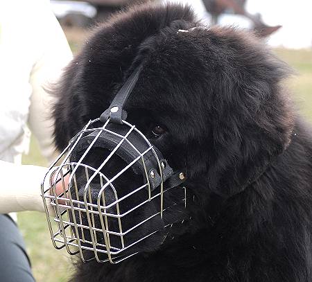 size chart for basket muzzle for dogs