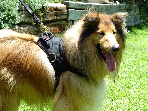 All Weather Nylon Dog Harness for Tracking Walking Designed to