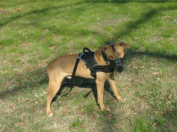 muzzle and harness