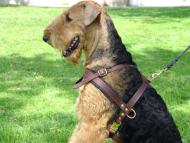 Comfortable Dog Training Harness for Pulling, Tracking and Walking