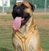 Exclusive Luxurious Handcrafted Padded Leather Dog Harness Perfect  for your Bullmastiff H10_1