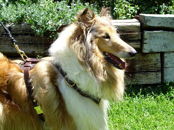 Dog harness for 2025 long haired dogs