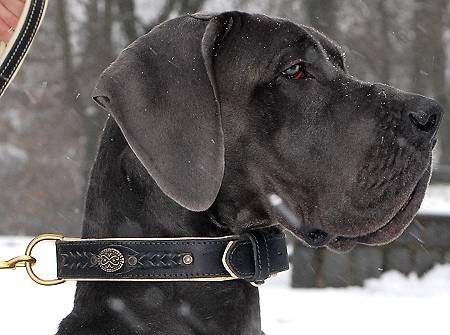 Alois got cool gift the Royal Nappa Padded Hand Made Leather Dog Collar -  Fashion Exclusive Design - code C43 [C43##1073 Leather dog collar Alois*] -  $76.99 : Best quality dog supplies